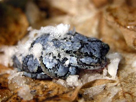 Do frogs freeze in hibernation?