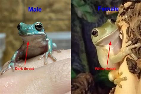 Do frogs have genders?