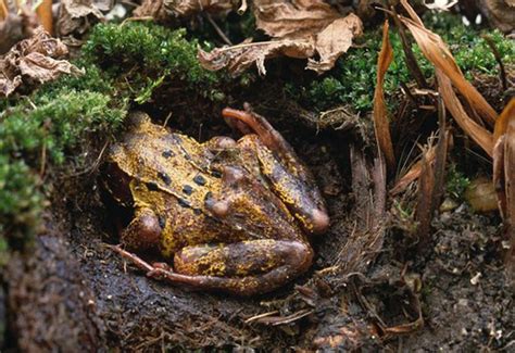 Do frogs hibernate?