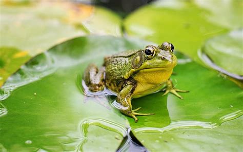 Do frogs hibernate in Australia?