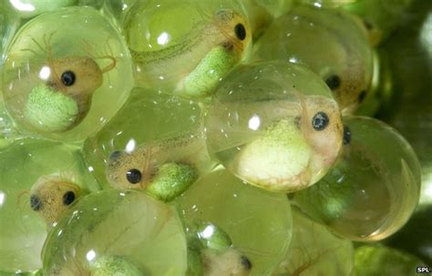 Do frogs lay eggs or give birth?