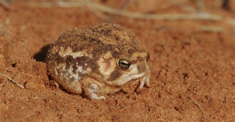 Do frogs live in desert?