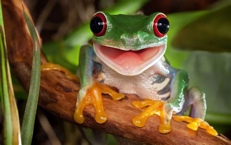 Do frogs love their babies?