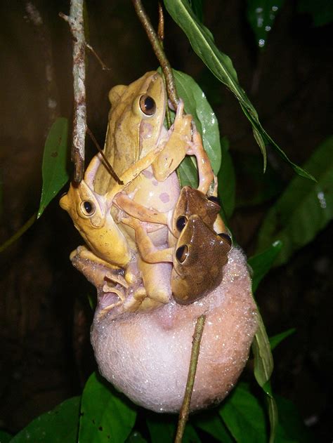 Do frogs mate for life?