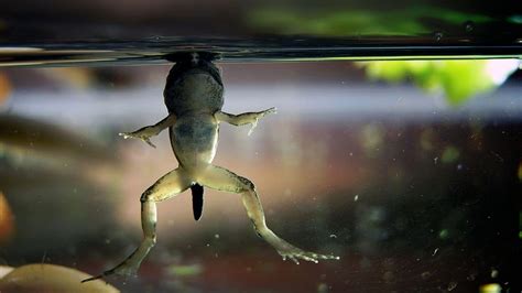 Do frogs sleep underwater?
