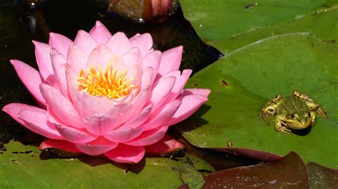 Do frogs use water lilies?
