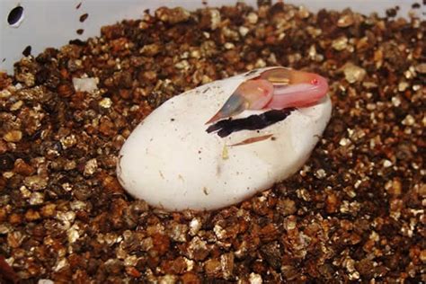 Do gecko eggs grow?