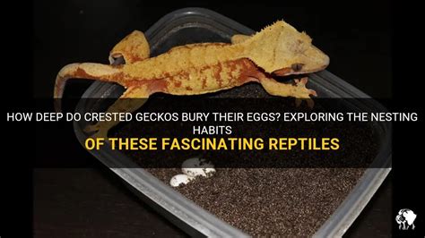 Do geckos bury their eggs?