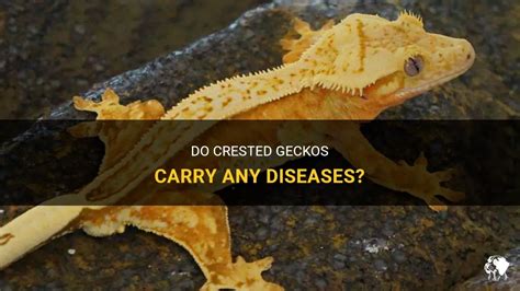 Do geckos carry diseases?