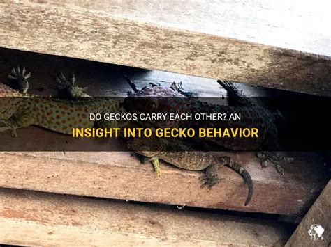 Do geckos carry rabies?