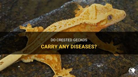 Do geckos carry tapeworms?