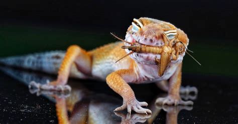 Do geckos eat dead animals?