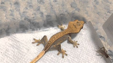 Do geckos eat dried crickets?