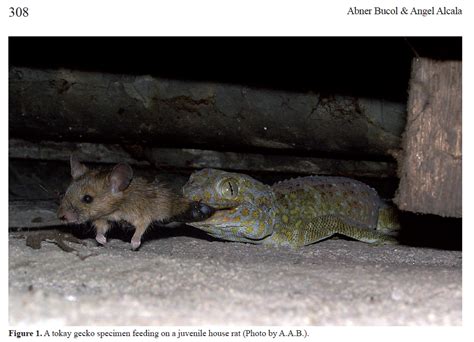 Do geckos eat rat?