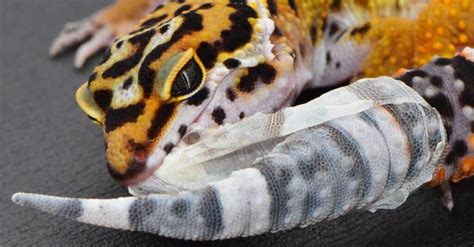 Do geckos eat their old skin?