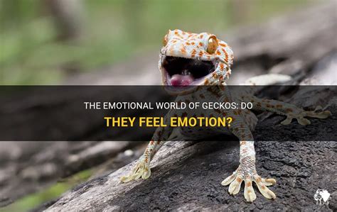 Do geckos feel emotion?