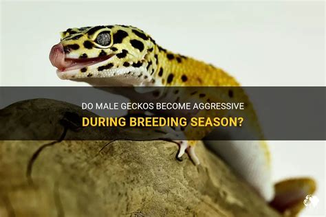 Do geckos get aggressive?