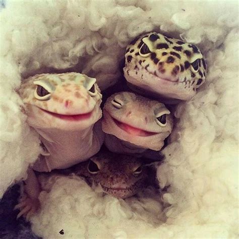 Do geckos get happy?