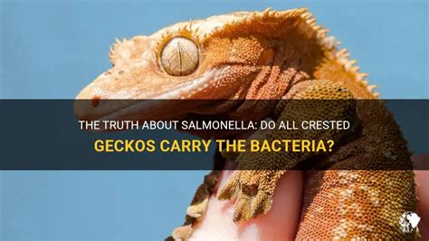 Do geckos have bacteria?