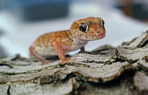 Do geckos have personalities?