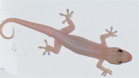 Do geckos have tapeworms?
