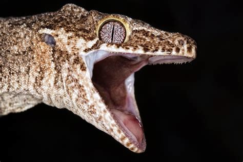 Do geckos have teeth?
