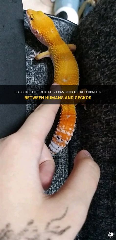 Do geckos like to be petted?