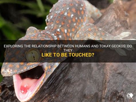 Do geckos like to be touched?