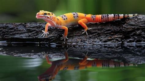 Do geckos like water?