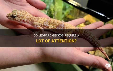 Do geckos need attention?