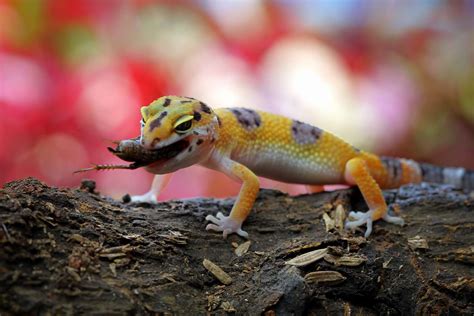 Do geckos need to eat live insects?