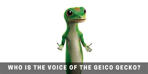 Do geckos recognize voices?