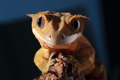 Do geckos recognize you?