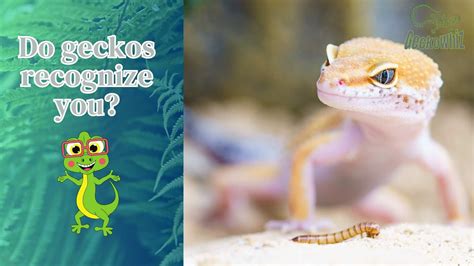 Do geckos remember humans?