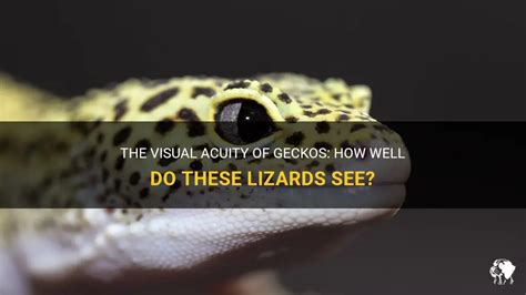 Do geckos see good?