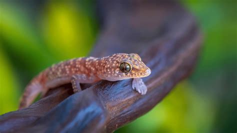 Do geckos sleep in the day?