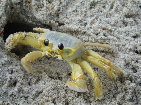 Do ghost crabs have 360 vision?
