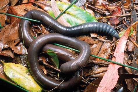 Do giant earthworms bite?