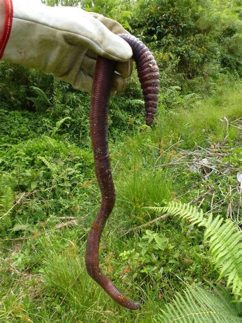 Do giant earthworms still exist?