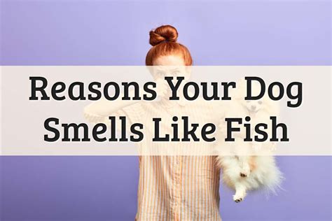 Do girl dogs smell fishy?