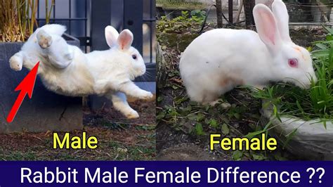 Do girl or boy rabbits live longer?
