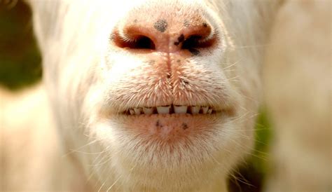 Do goats lose teeth?