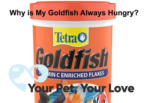 Do goldfish always act hungry?