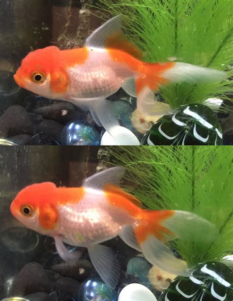 Do goldfish change genders?
