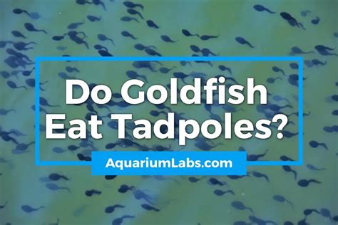 Do goldfish eat tadpoles?