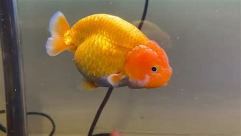 Do goldfish get worms?