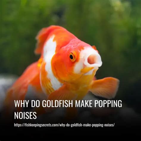 Do goldfish hate noise?