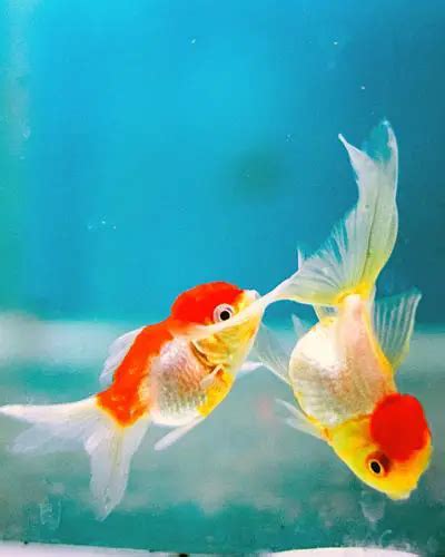 Do goldfish like having friends?