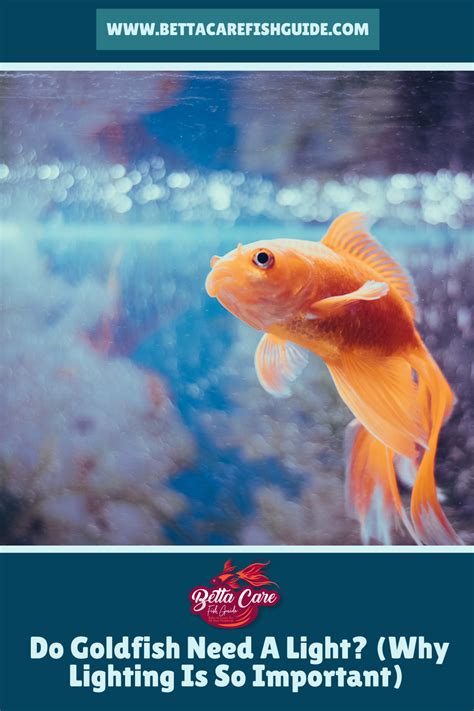 Do goldfish like high light?