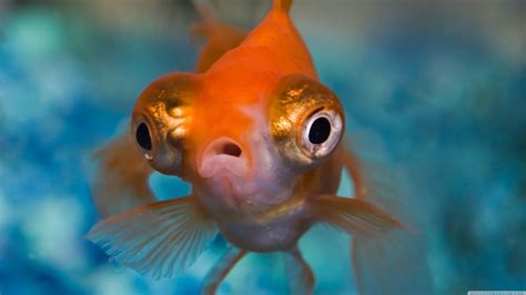Do goldfish like music?